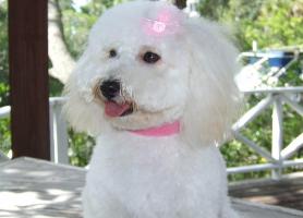 bichon poodle puppy