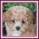 Bichon Poodle Puppy
