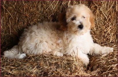 Bichon Poodle