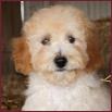 bichon poodle