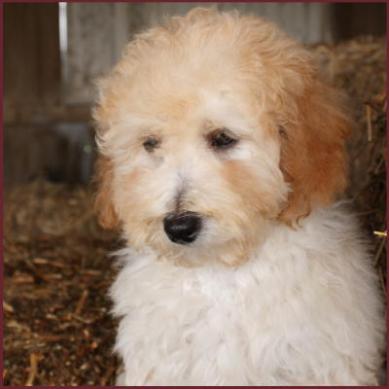 Bichon Poodle