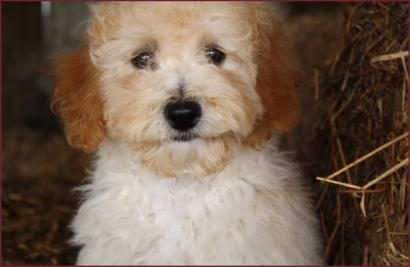 Bbichon poodle
