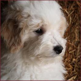 Bichon Poodle