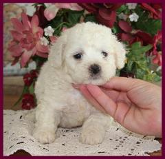 Bichon Frise