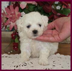 Bichon Frise