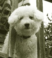 bichon poodle puppy