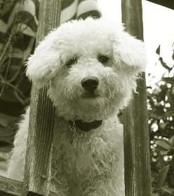 Poochon aka Bichon Poodle Dog, Bogie