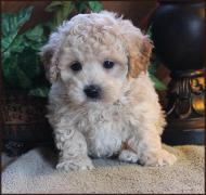 bichon poodle mix puppy