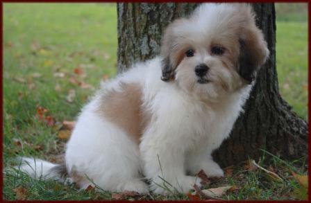bichon tzu