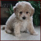 Poochon Puppy