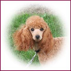 Toy Poodle Sunny