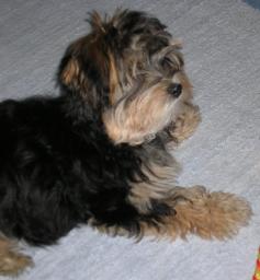Morkie