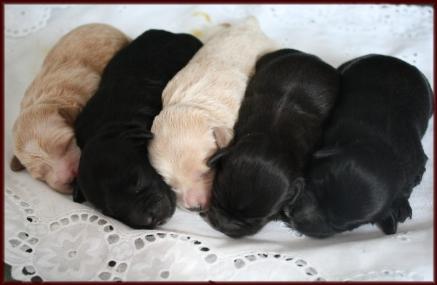 shichon poo