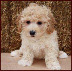 bichon poodle