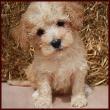 poochon