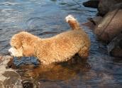 www.rollingmeadowspuppies.com