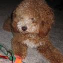 www.rollingmeadowspuppies.com