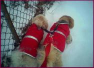 Bichon Poodle Puppies Sam and Riley