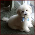 bichon poodle puppy