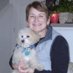 bichon poodle puppy