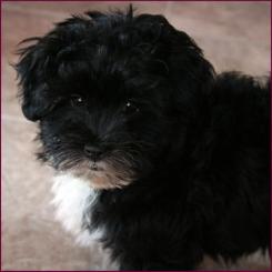 maltipoo