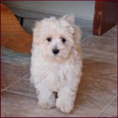 maltipoo