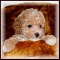 bichon poodle puppy