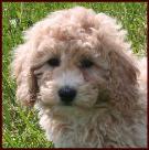 Bichon Poodle Puppy