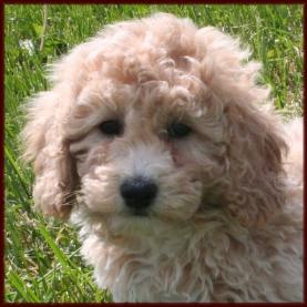 Bichon Poodle Puppy