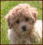 Bichon Poodle Puppy