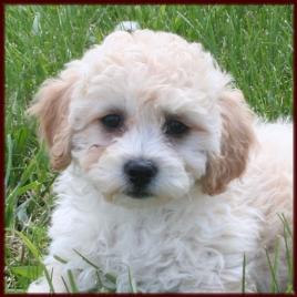 Bichon Poodle Puppy