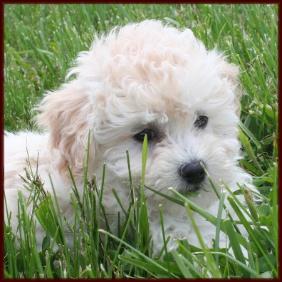 Bichon Poodle Puppy