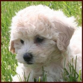 Bichon Poodle Puppy