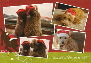 Bichon Poodle Picture