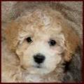 bichon poodle puppy picture