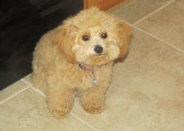 bichon poodle