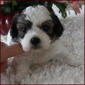 shichon