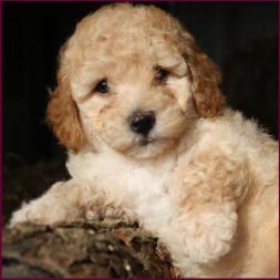 poochon