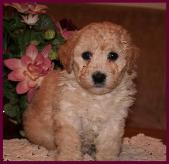 Bichon Poodle