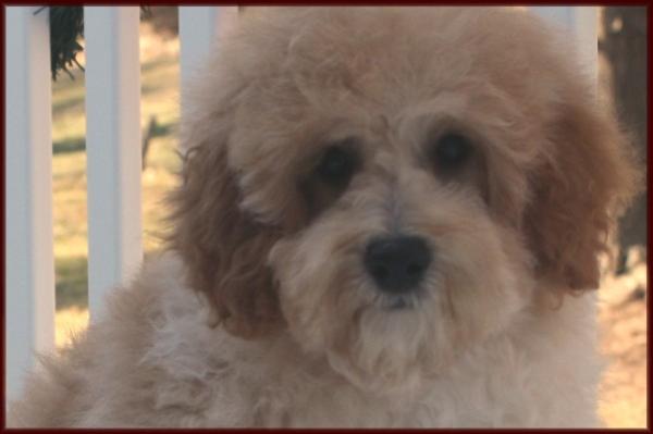 f1b poochon