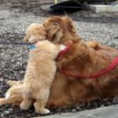 bichon poodle puppy picture