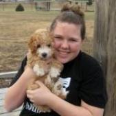bichon poodle puppy