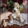 bichon poodle puppy