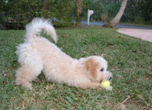 bichon poodle puppy picture