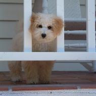 bichon poodle puppy