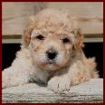 bichon poodle puppy