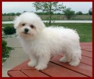 Bichon Frise Puppy