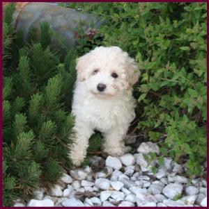 Poochon Puppy