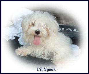 Maltese