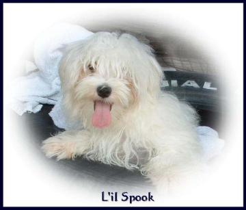 Maltese